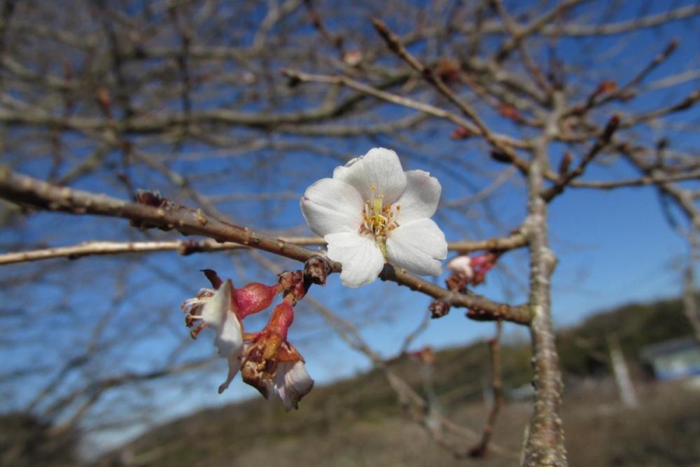 四季桜