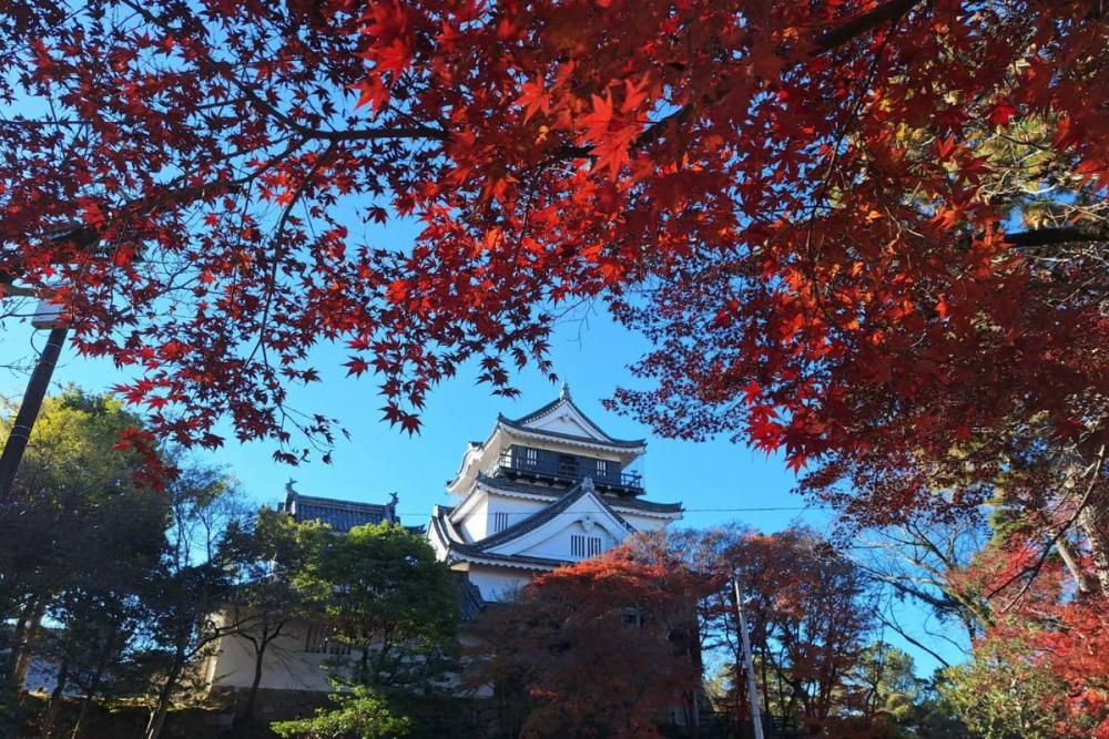 配信 - STREAMING LIVE ⑩ぱぶろふ「紅葉」他の方購入不可 | ももクロ夏のバカ ハマの夜祭り番長襲名記念 版画