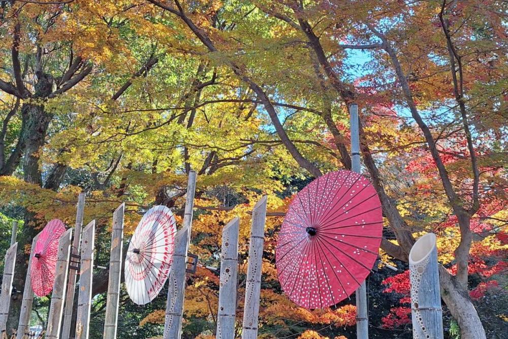 2025年度岡崎城公園の紅葉情報はこちら！｜新着情報｜岡崎城公園｜岡崎