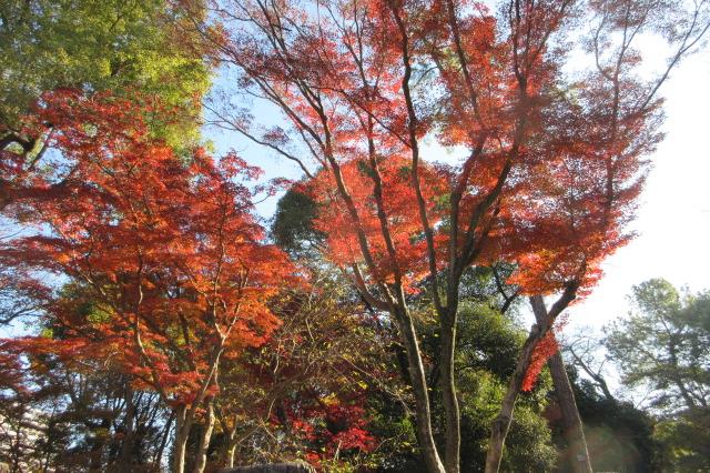 2025年度岡崎城公園の紅葉情報はこちら！｜新着情報｜岡崎城公園｜岡崎