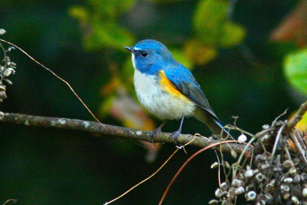 ルリビタキ（冬鳥）