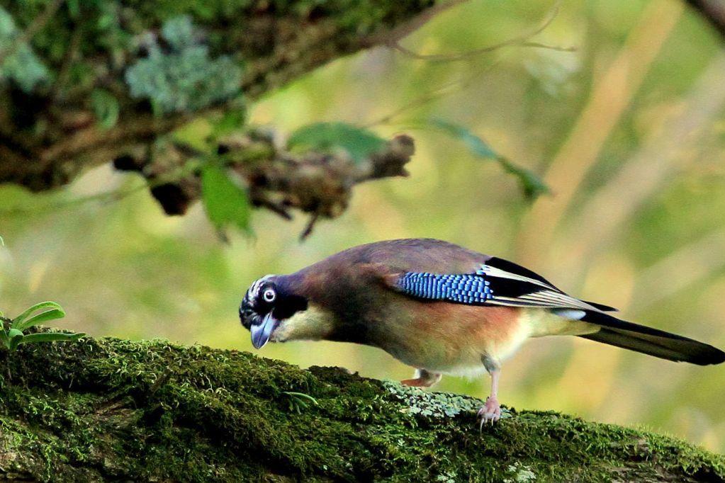 カケス（冬鳥）