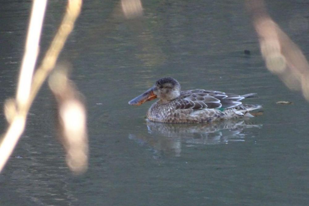 マガモメス（2Wほど滞在）