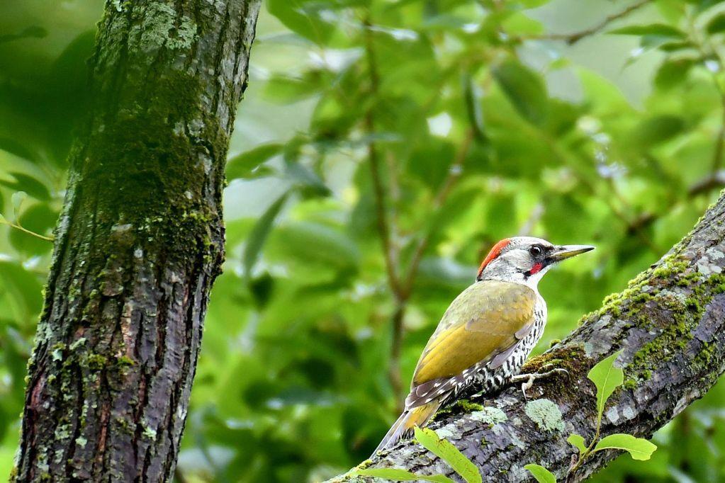 アオゲラ（冬鳥）