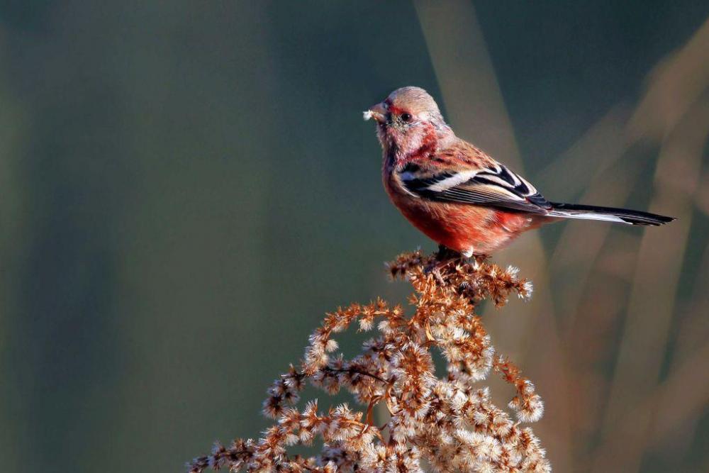 ベニマシコ（冬鳥）