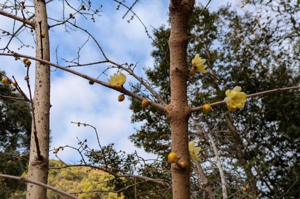ロウバイ開花（管理棟西）