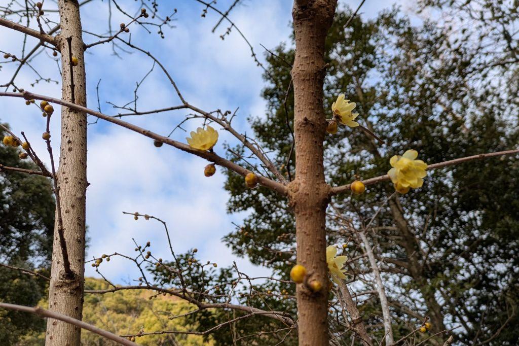 ロウバイ開花（管理棟西）