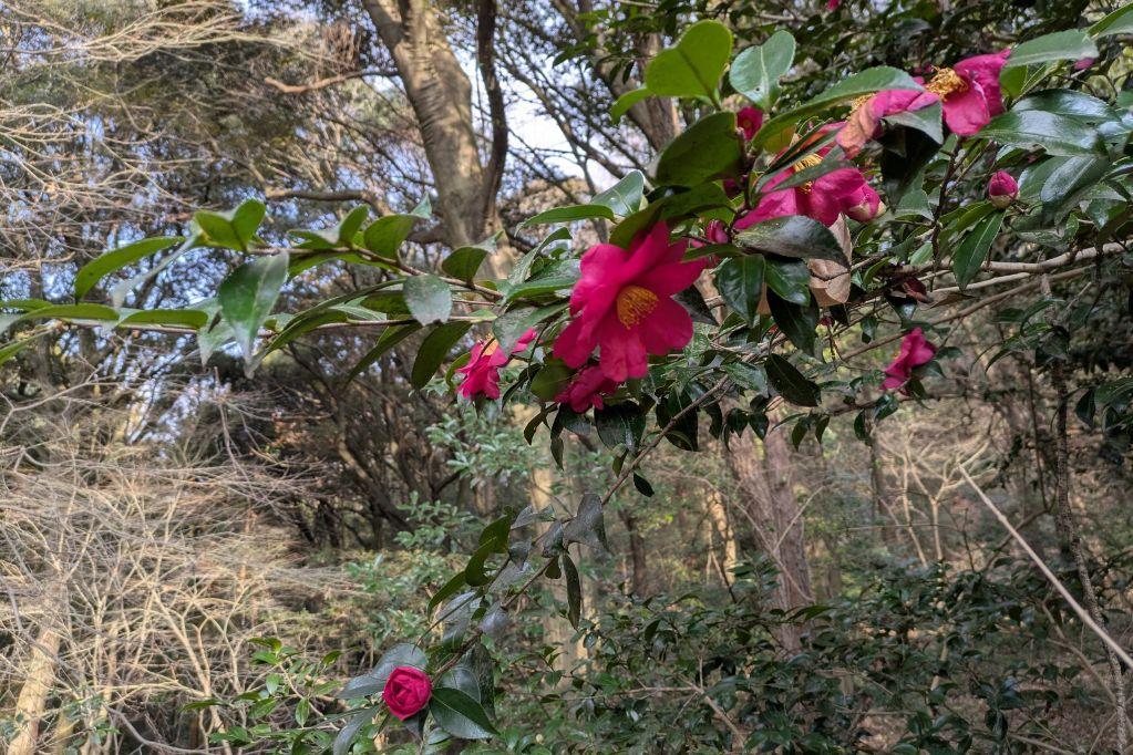 サザンカ（四阿など）