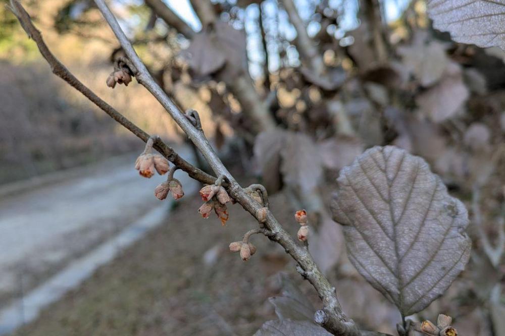 マンサクもそろそろ開花（管理棟西）