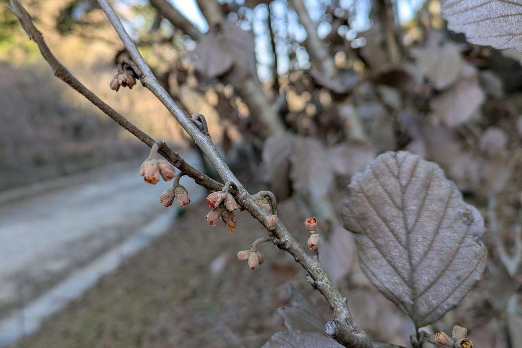 マンサクもそろそろ開花（管理棟西）