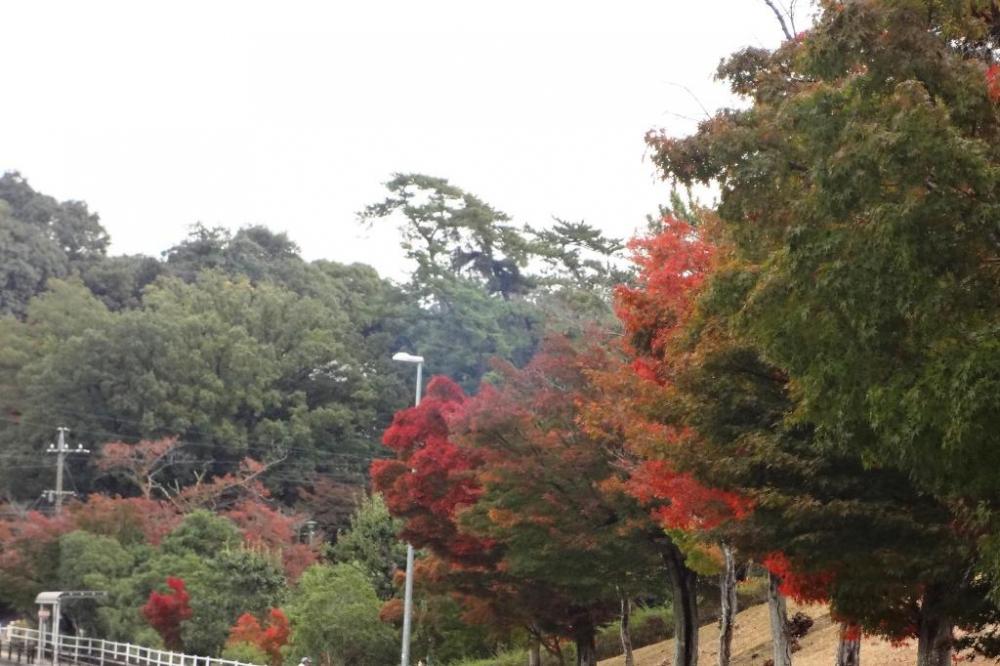 公園の北側から。道に出るときは気をつけましょう。