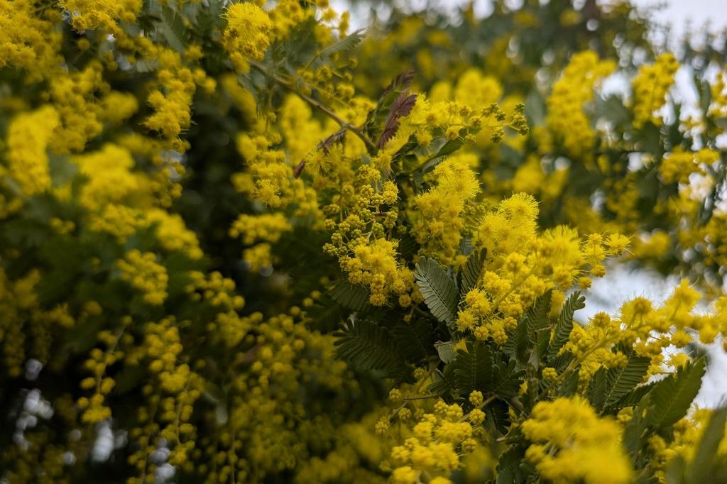 満開はもう少し先になりそうです