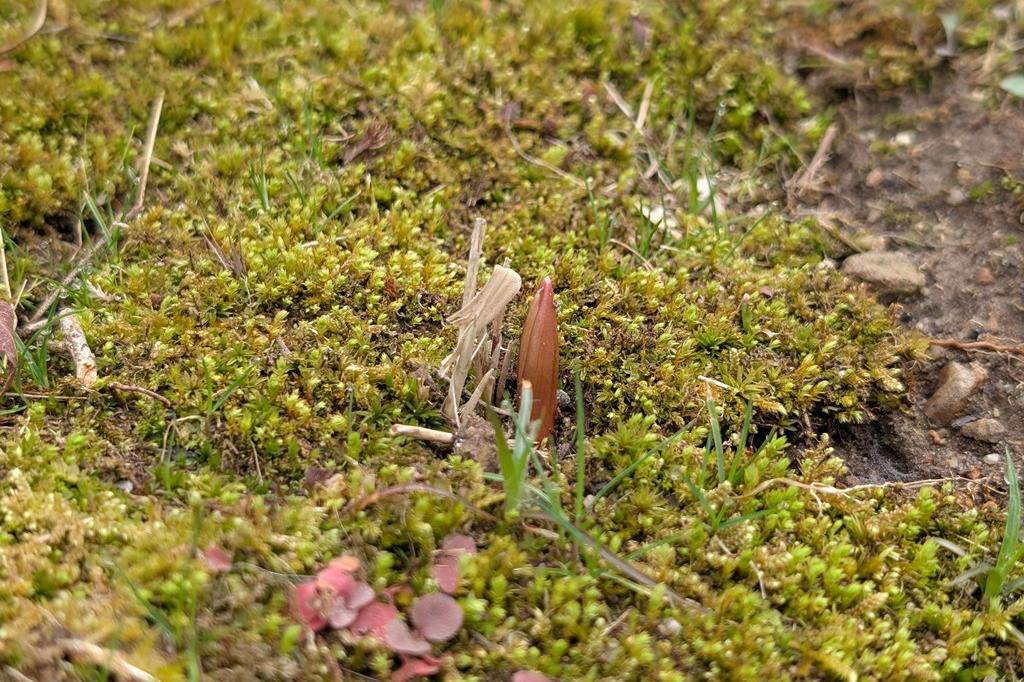 カタクリの芽
