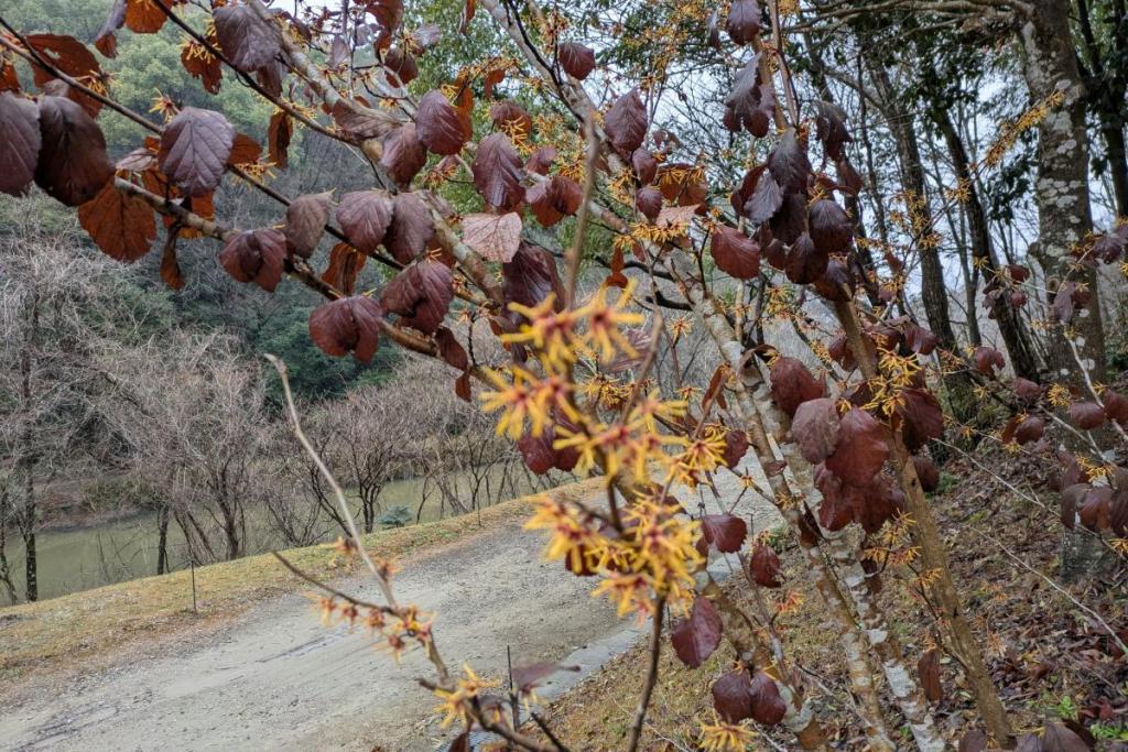 マンサク満開（管理棟西）