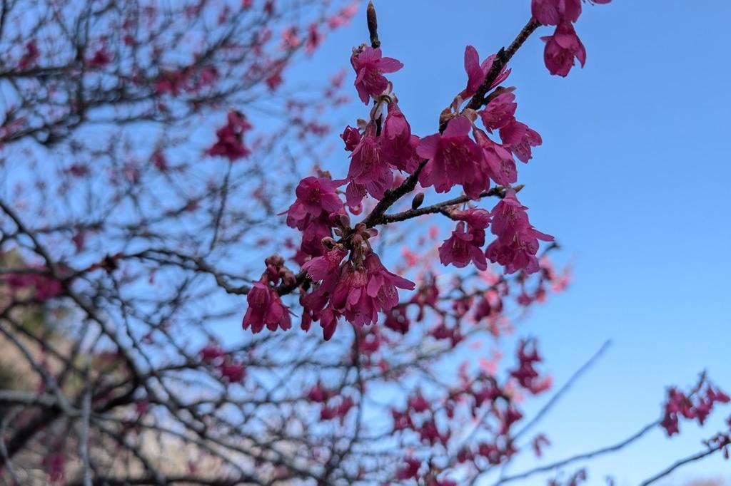 寒緋桜