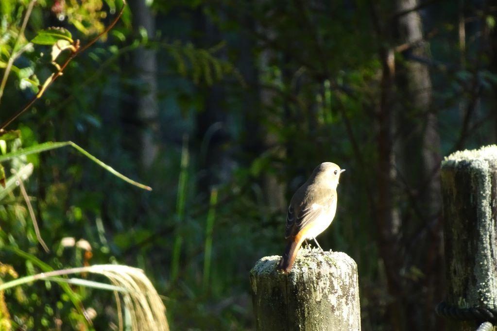 ジョウビタキメス（冬鳥）まだいます