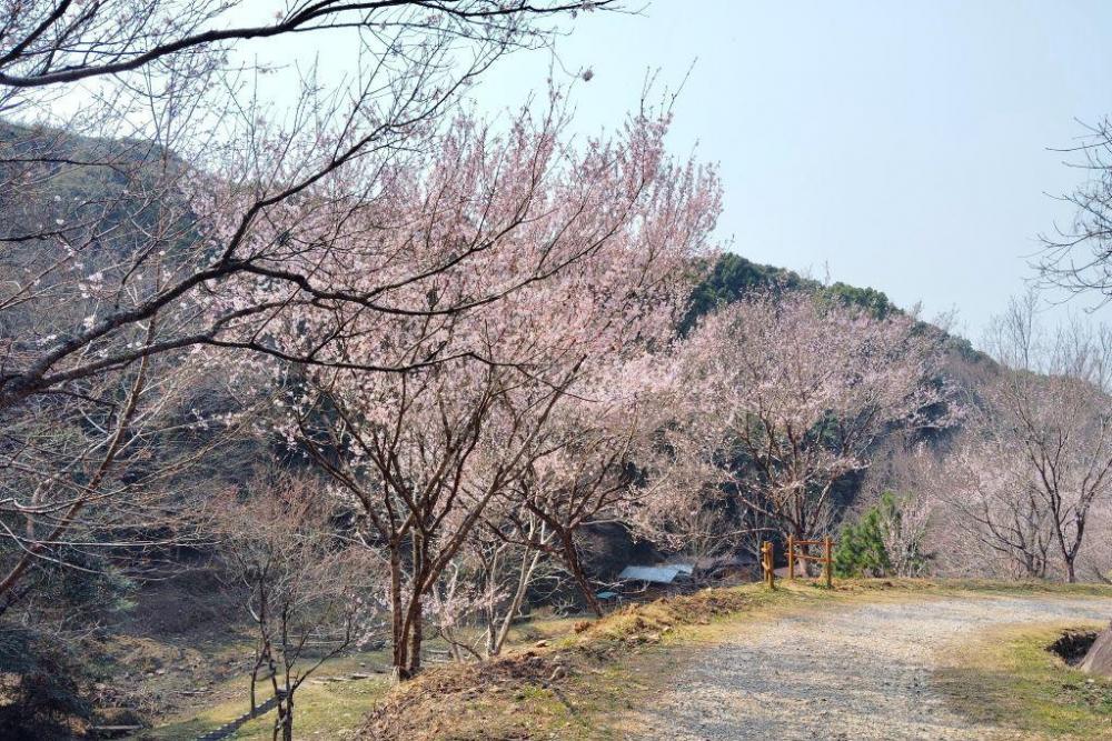 エドヒガンもうすぐ？（管理棟脇記念樹）