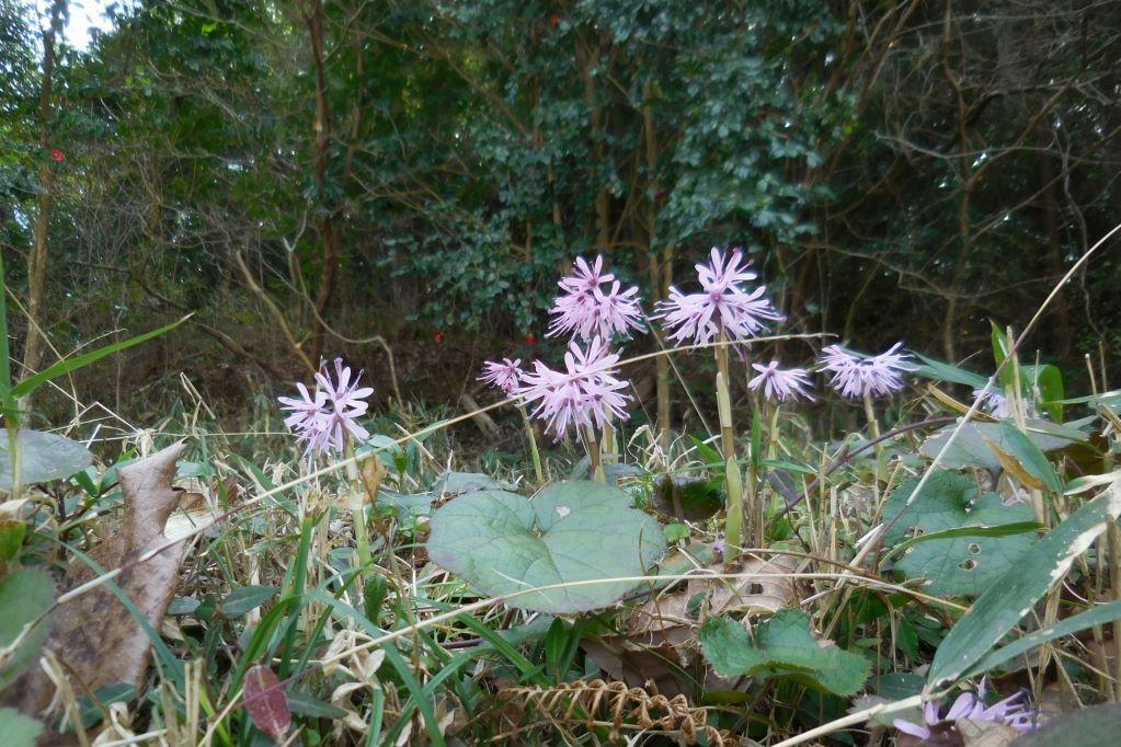 ショウジョウバカマ