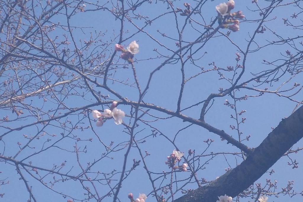 プロムナード　ソメイヨシノ①