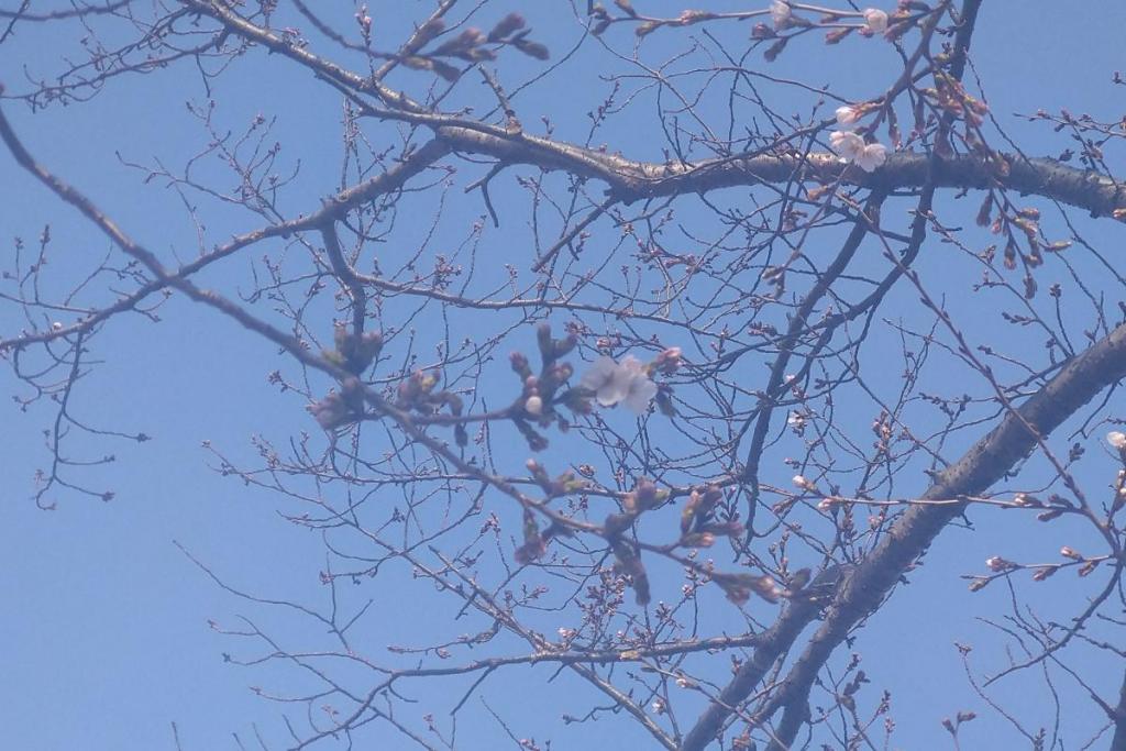 プロムナード　ソメイヨシノ②