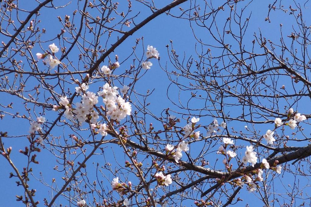 プロムナード　ソメイヨシノ②