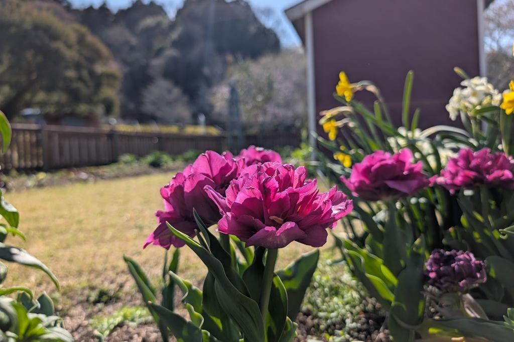 北欧風庭園のチューリップです