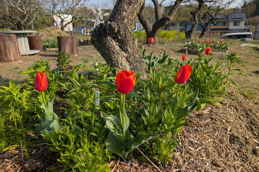 梅下チューリップ