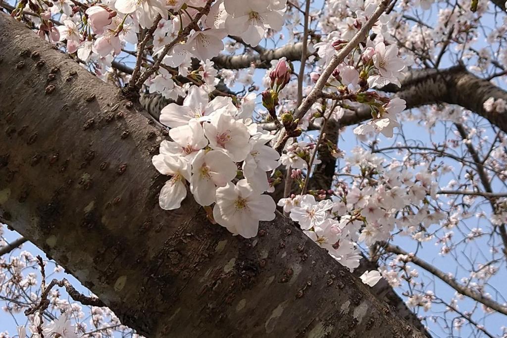 プロムナードのソメイヨシノ②