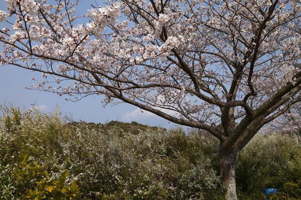 ソメイヨシノとユキヤナギ