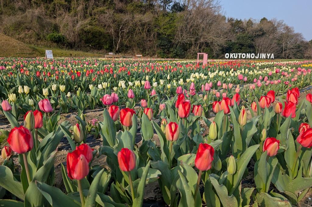 朝は花を閉じています