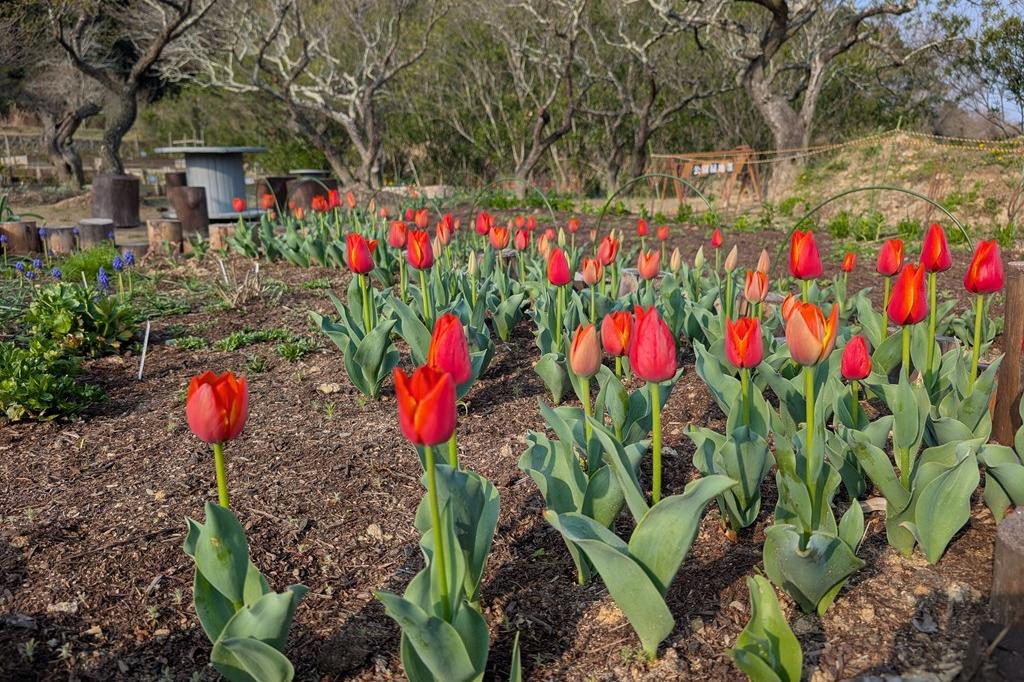 梅林のチューリップです