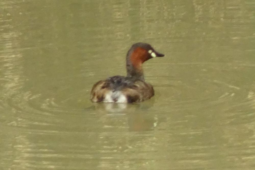 カイツブリ戻ってきました