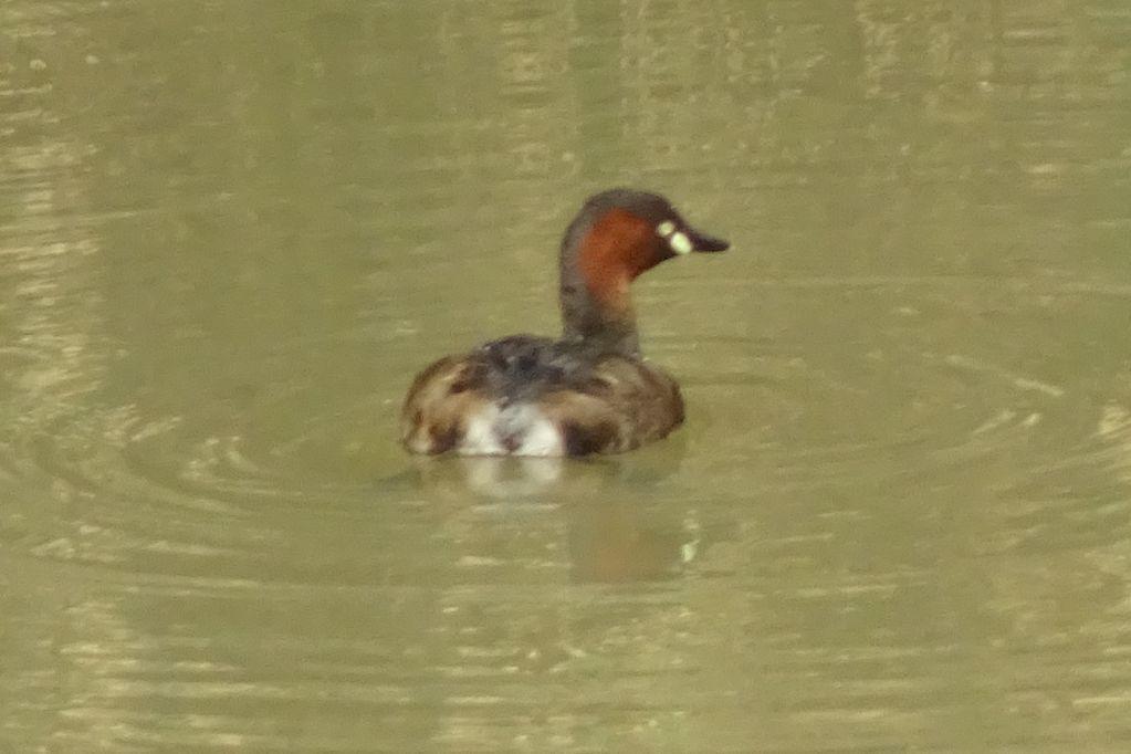 カイツブリ戻ってきました