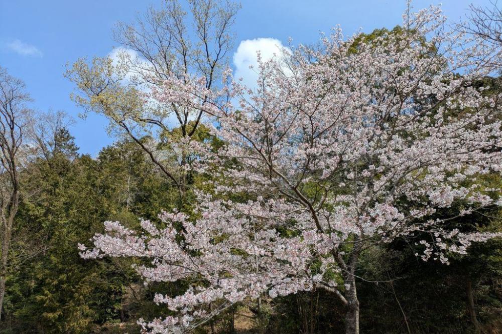 ソメイヨシノも満開(森の畑)