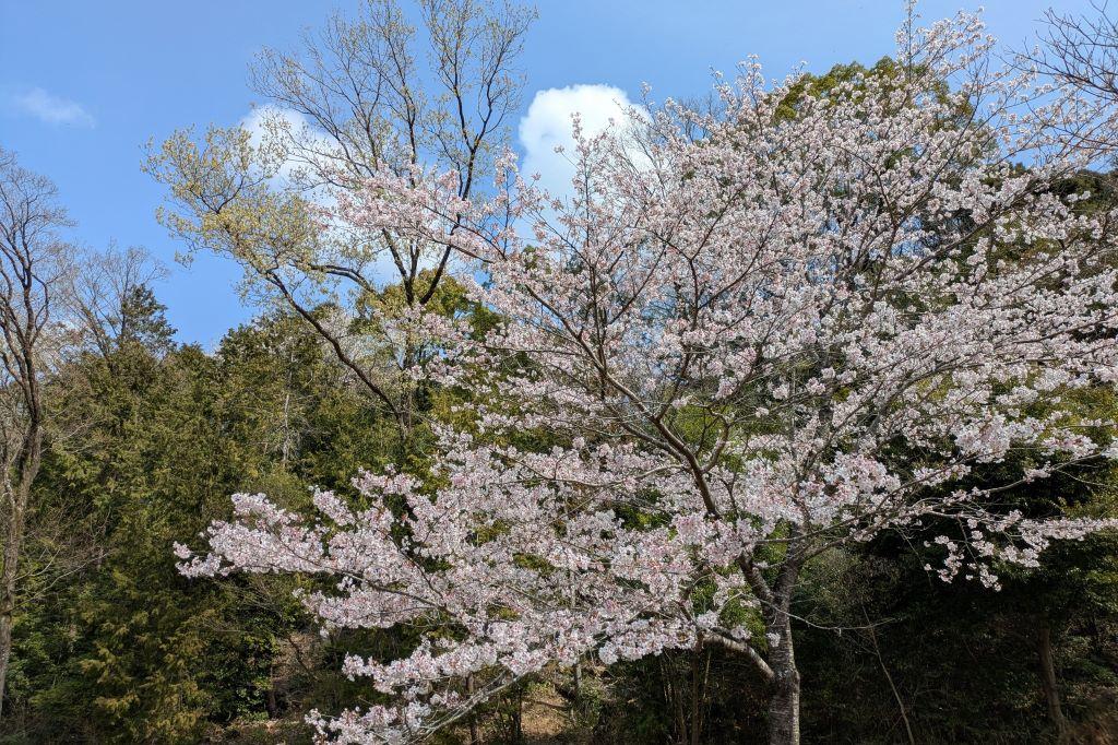 ソメイヨシノも満開(森の畑)