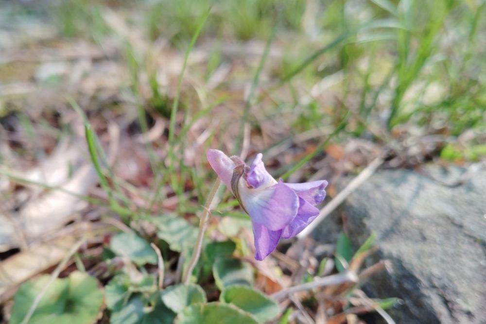 ニオイタチツボスミレ