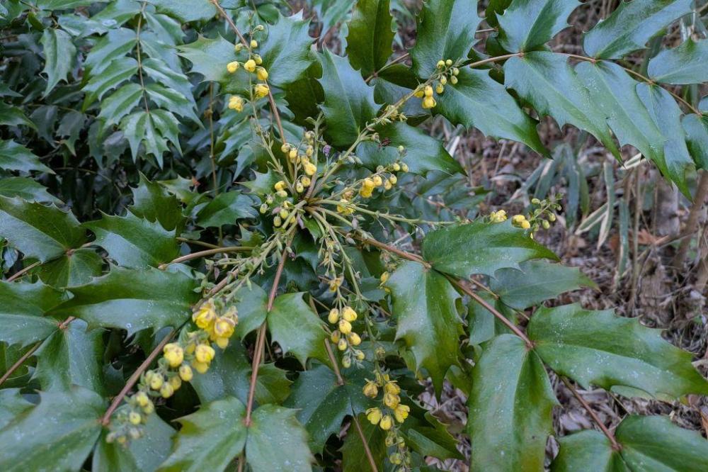 ヒイラギナンテン花