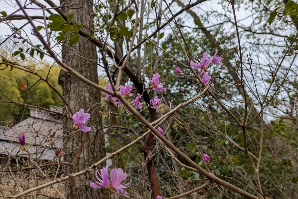 コバノミツバツツジ花咲き始め