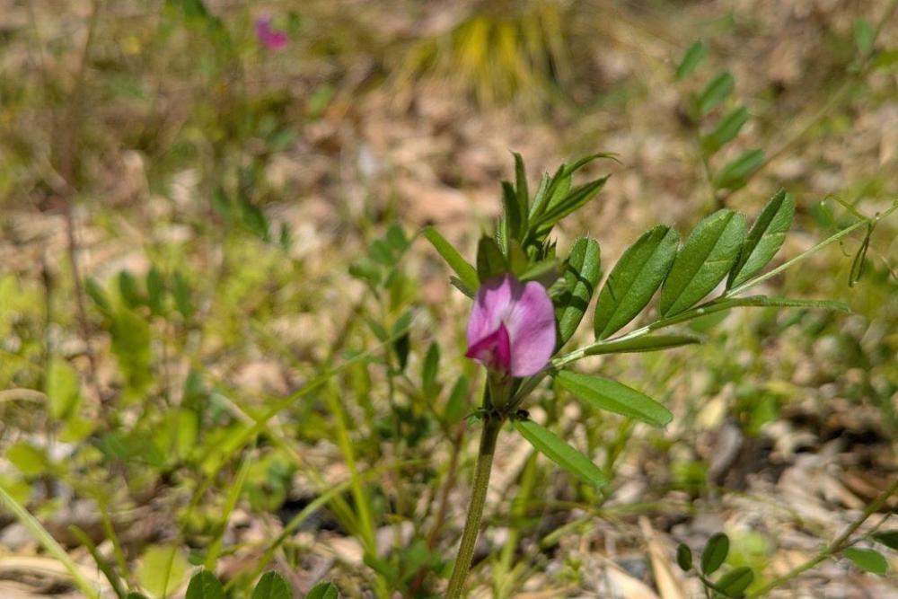 カラスノエンドウ花