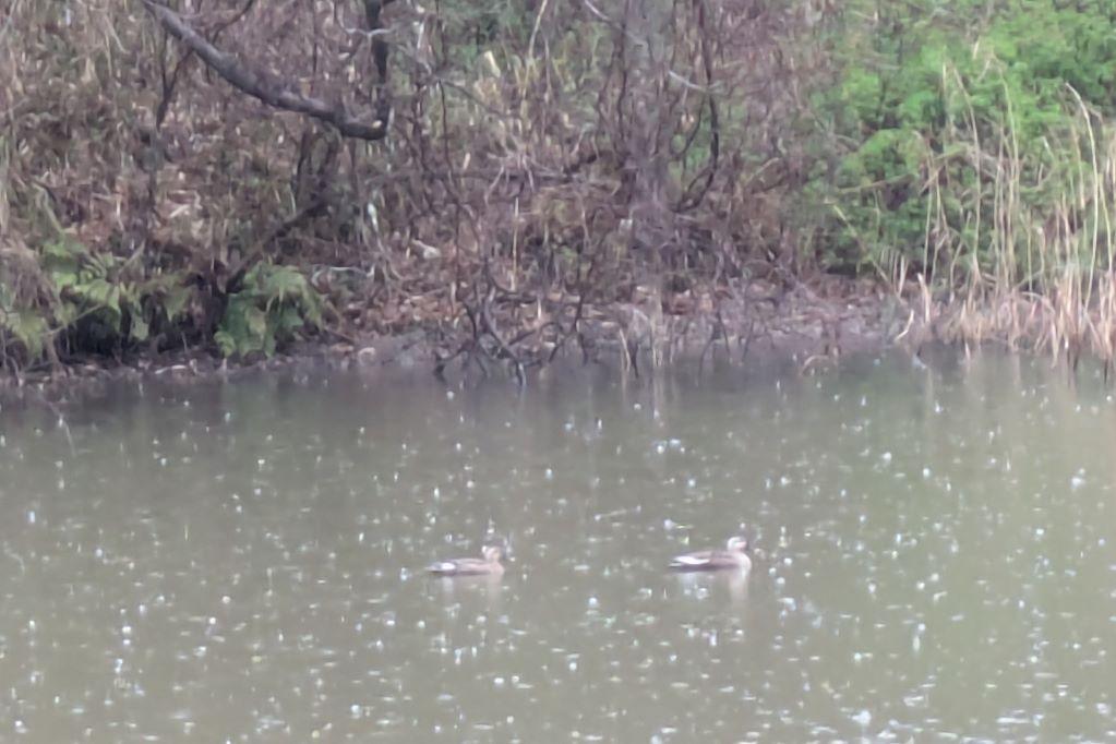 カルガモも訪問