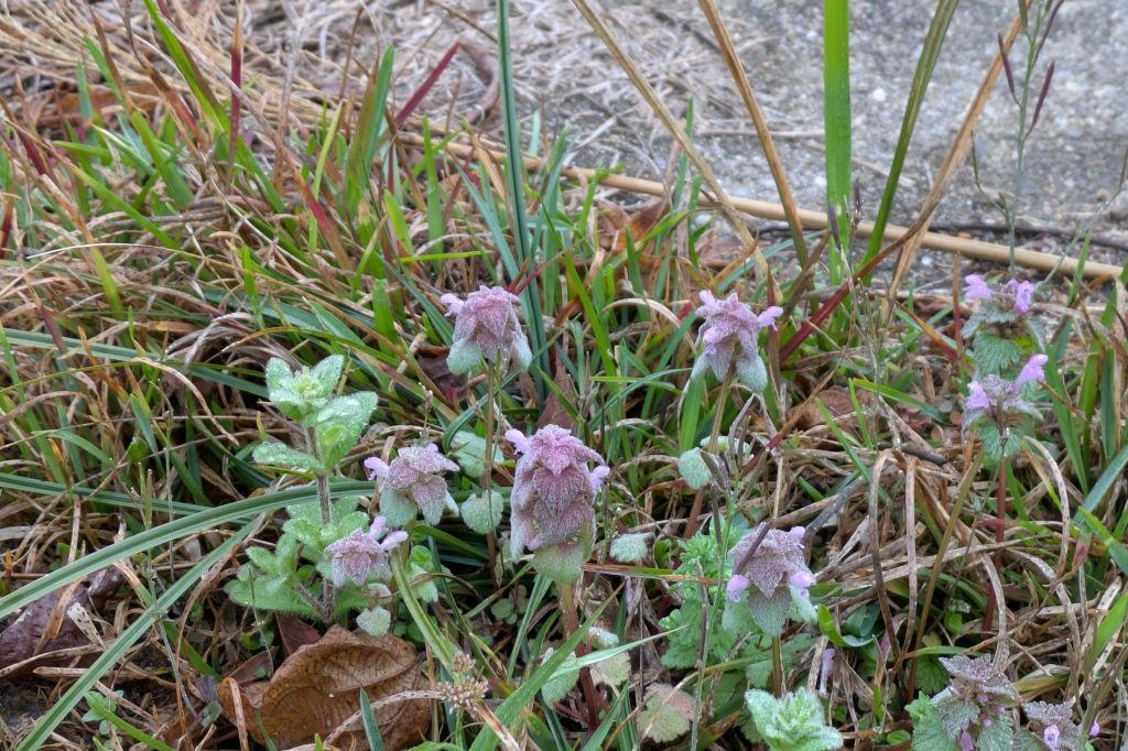 駐車場のヒメオドリコソウ、ホトケノザ