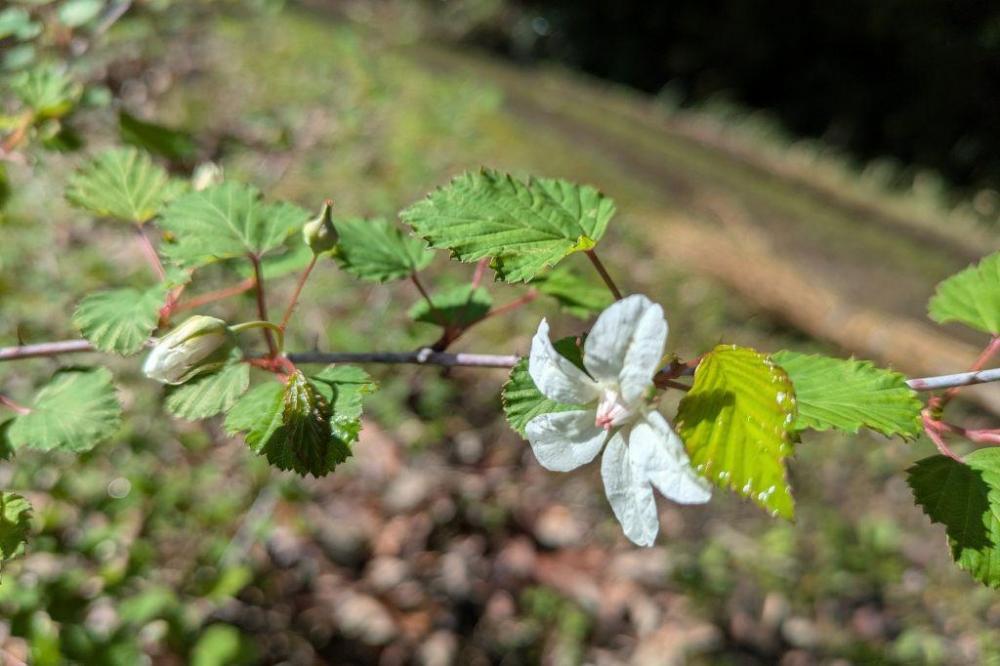 ノイバラの花が咲き始めました