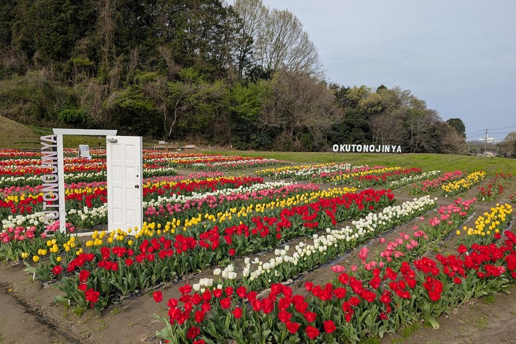 チューリップ畑