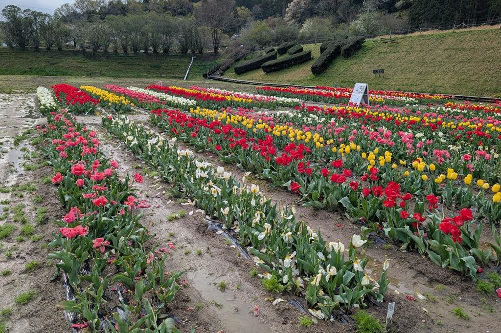 北側の一部は終えています