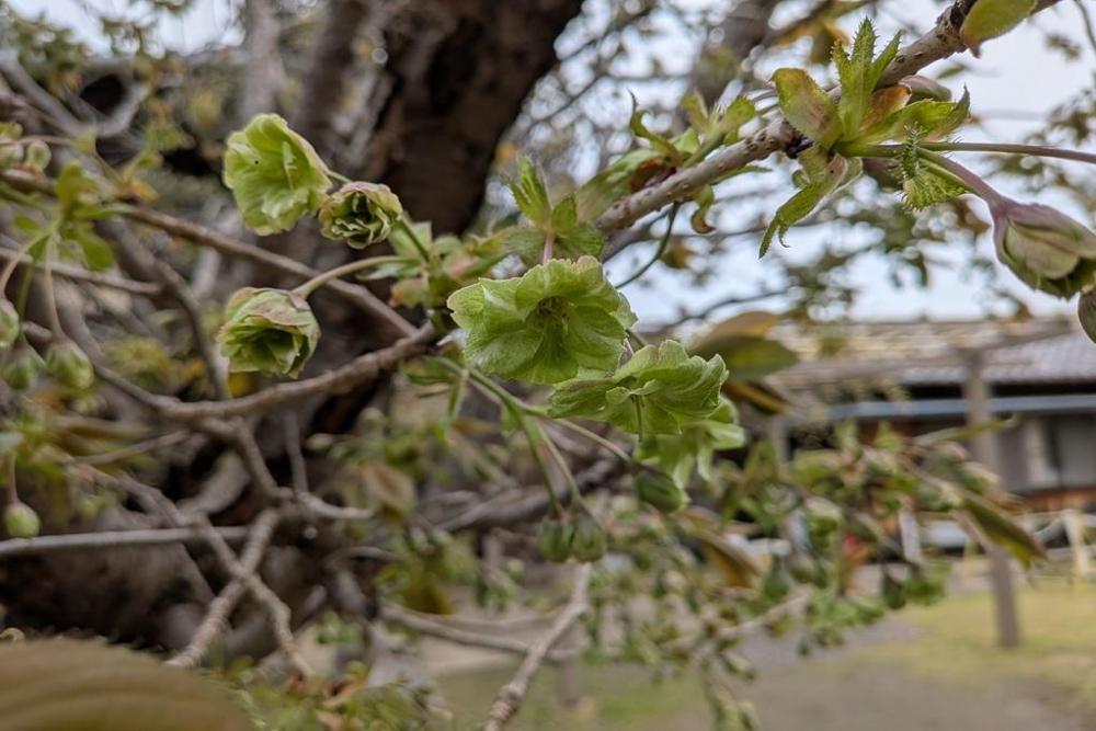 御衣黄桜