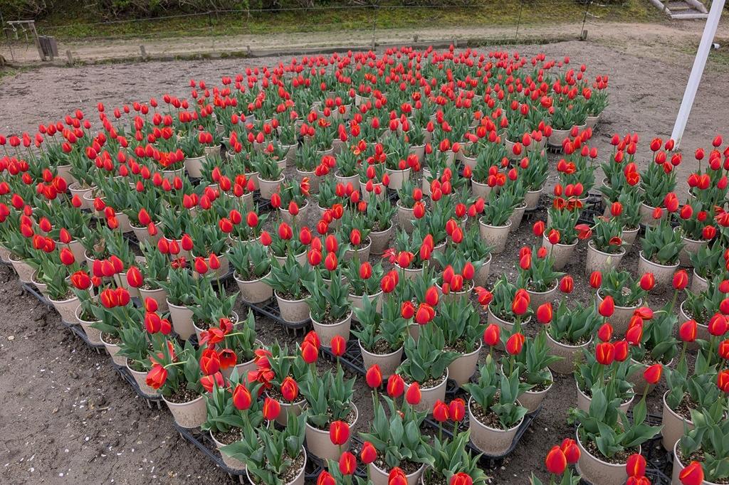 鉢植えはまだ楽しめそうです