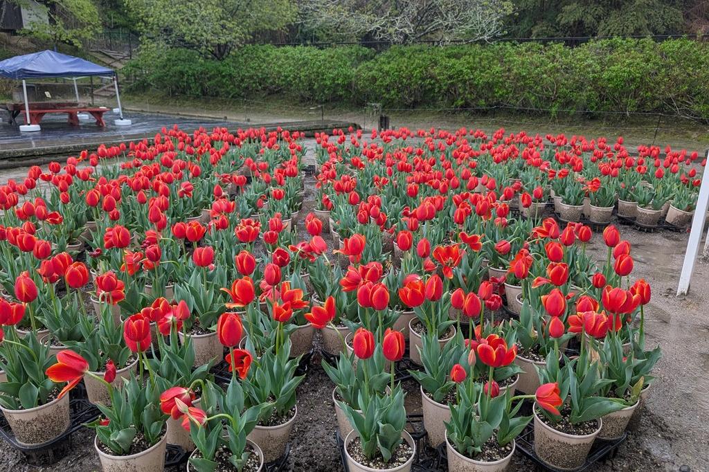 鉢植えチューリップ