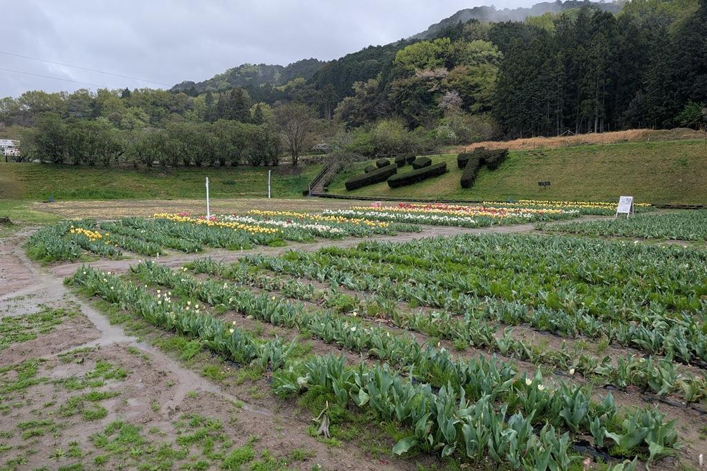 チューリップ畑