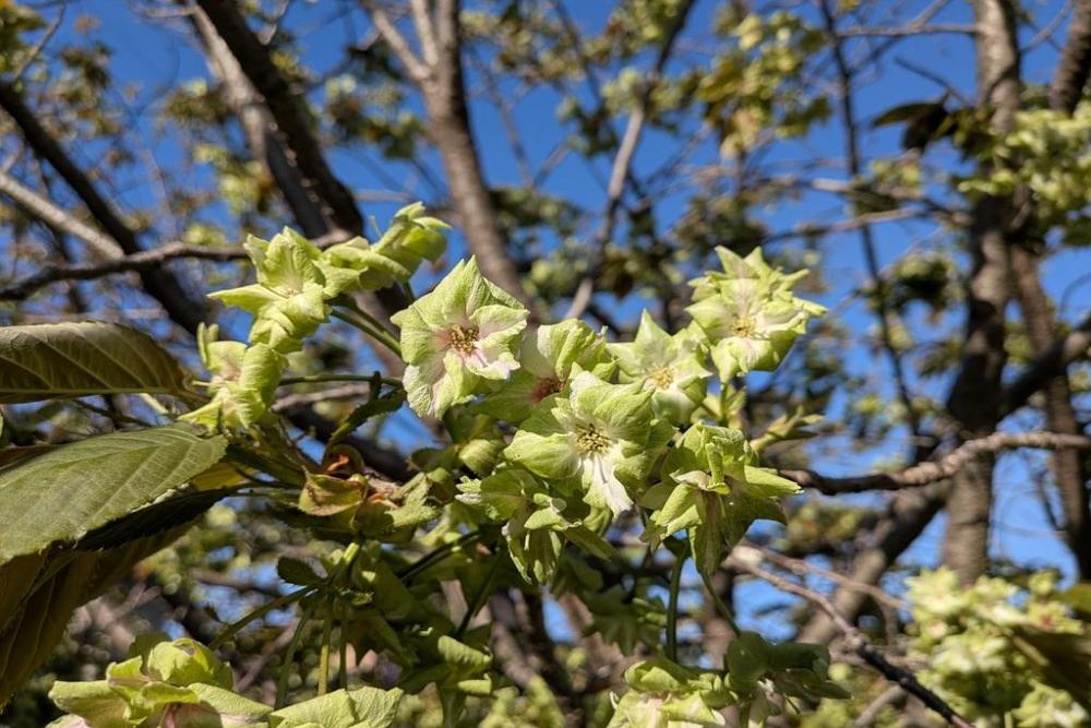 御衣黄桜