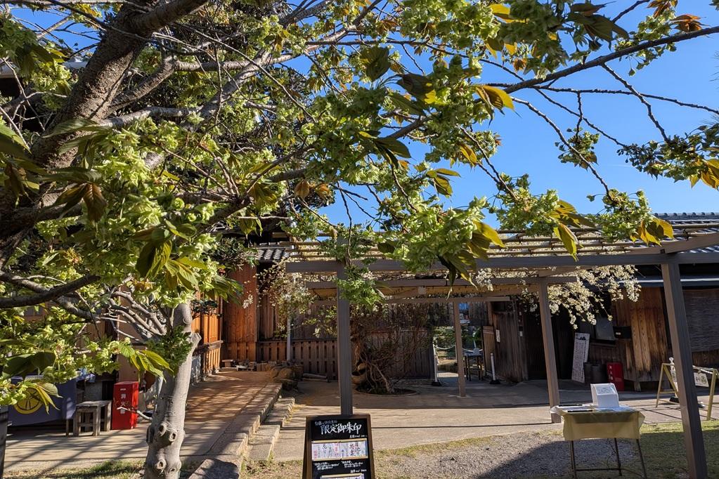 手前：御衣黄桜、奥：白藤、藤棚